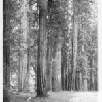 Cazadero
